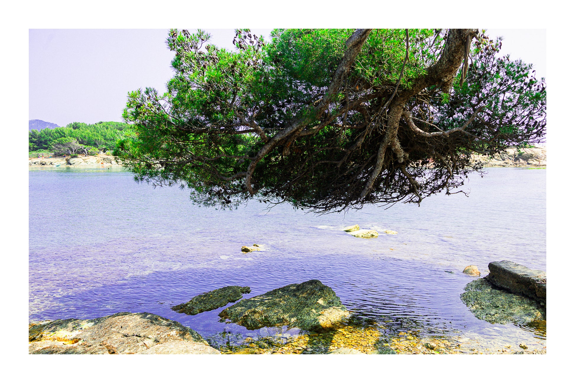 Grand pin parasol aux racines aériennes au-dessus de l’eau, rochers des Embiez, couleur avec bordure