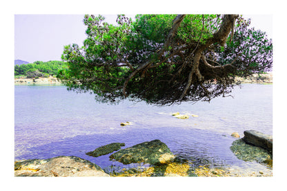 Grand pin parasol aux racines aériennes au-dessus de l’eau, rochers des Embiez, couleur avec bordure