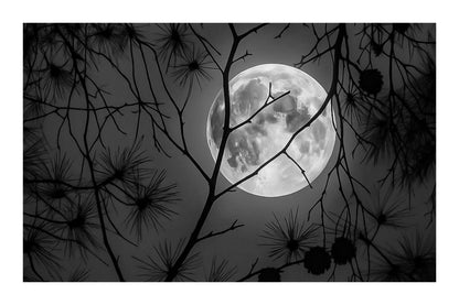 Pleine lune orangée se levant derrière les branches sombres des pins dans la pinède de Giens, photographiée un soir d’été, noir et blanc avec bordure