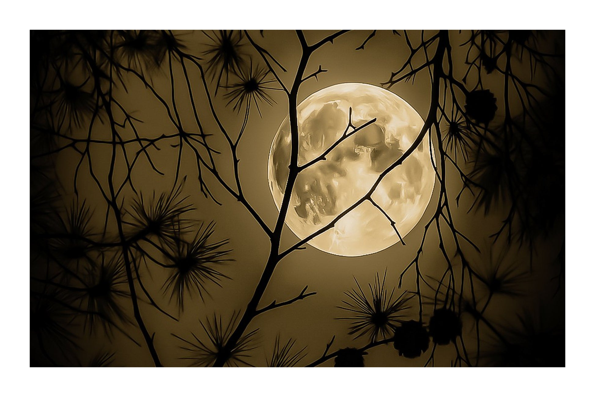 Pleine lune orangée se levant derrière les branches sombres des pins dans la pinède de Giens, photographiée un soir d’été, vintage avec bordure