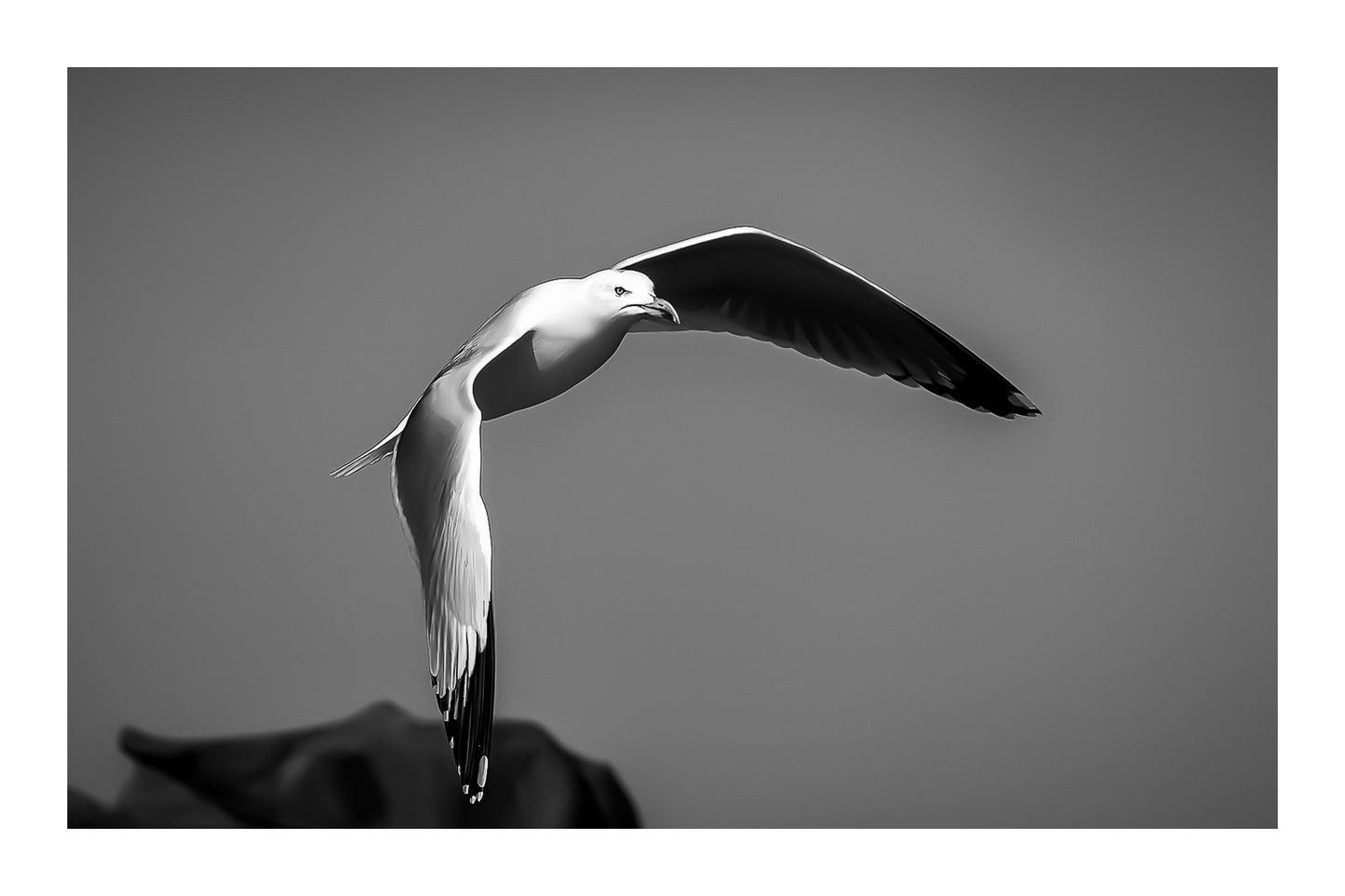 Goéland blanc en plein vol au-dessus des rochers sous un ciel bleu en Bretagne, version noir et blanc avec bordure