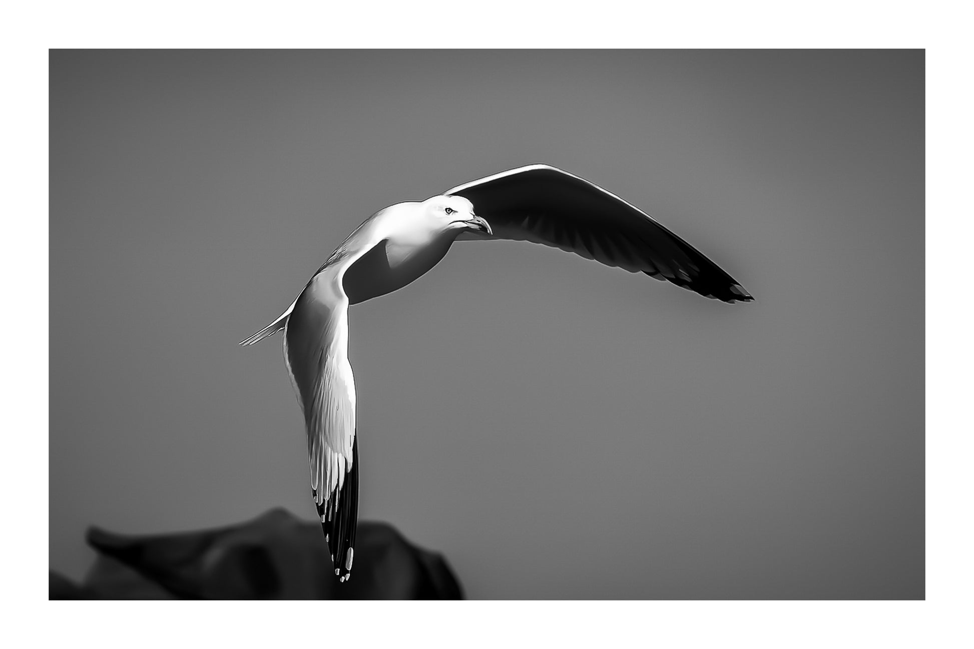 Goéland blanc en plein vol au-dessus des rochers sous un ciel bleu en Bretagne, version noir et blanc avec bordure