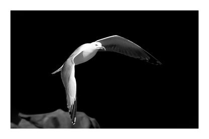 Goéland blanc en plein vol au-dessus des rochers sous un ciel bleu en Bretagne, version black édition avec bordure