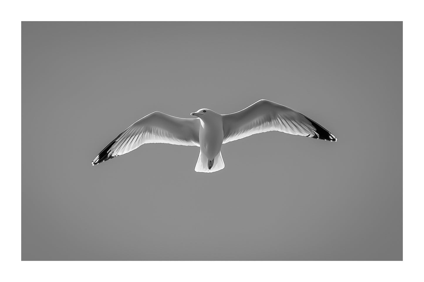 Goéland de face en plein vol, ailes ouvertes, dans un ciel bleu sans nuages en Bretagne, noir et blanc avec bordure