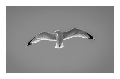 Goéland de face en plein vol, ailes ouvertes, dans un ciel bleu sans nuages en Bretagne, noir et blanc avec bordure