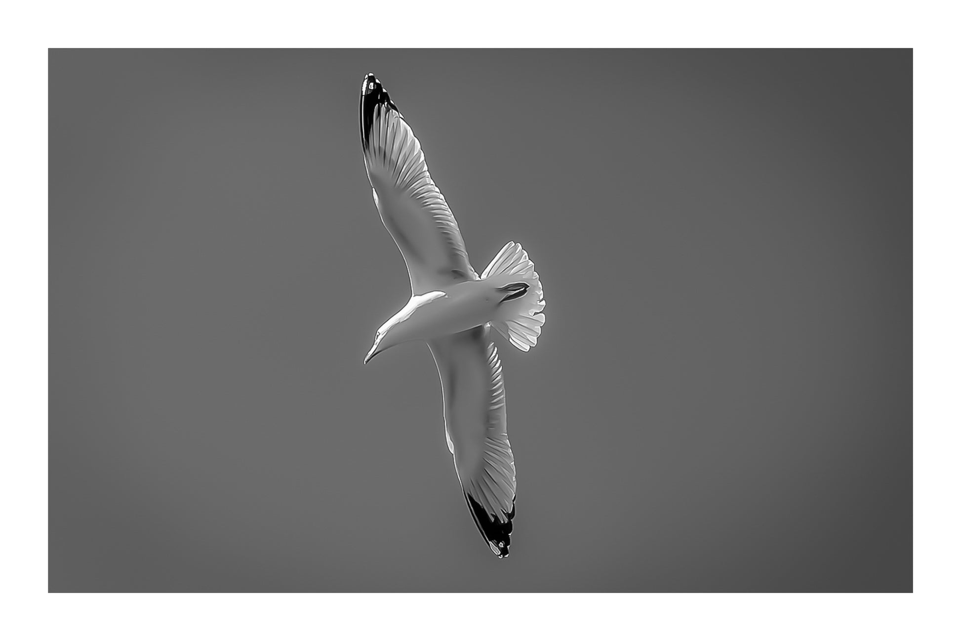Goéland en virage serré vu de dessous, ailes en diagonale dans le ciel bleu, noir et blanc avec bordure