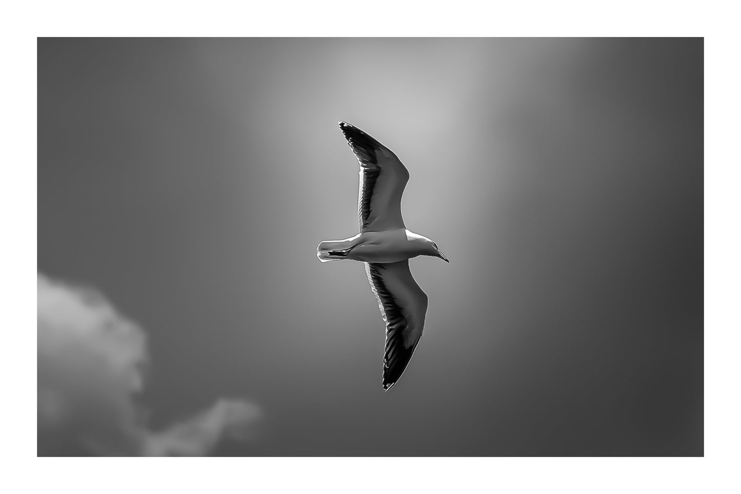 Goéland en vol vu de profil, entouré d’une lumière diffuse dans un ciel bleu nuageux, noir et blanc avec bordure