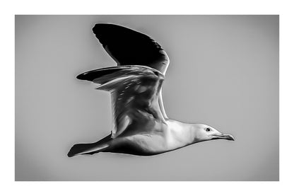 Gros plan d’un goéland en vol, ailes ouvertes et ciel bleu uniforme en arrière-plan, version noir et blanc avec bordure