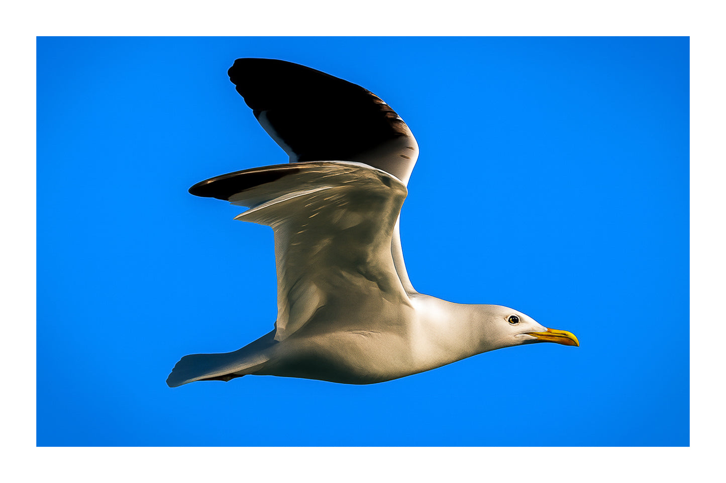 Gros plan d’un goéland en vol, ailes ouvertes et ciel bleu uniforme en arrière-plan avec bordure