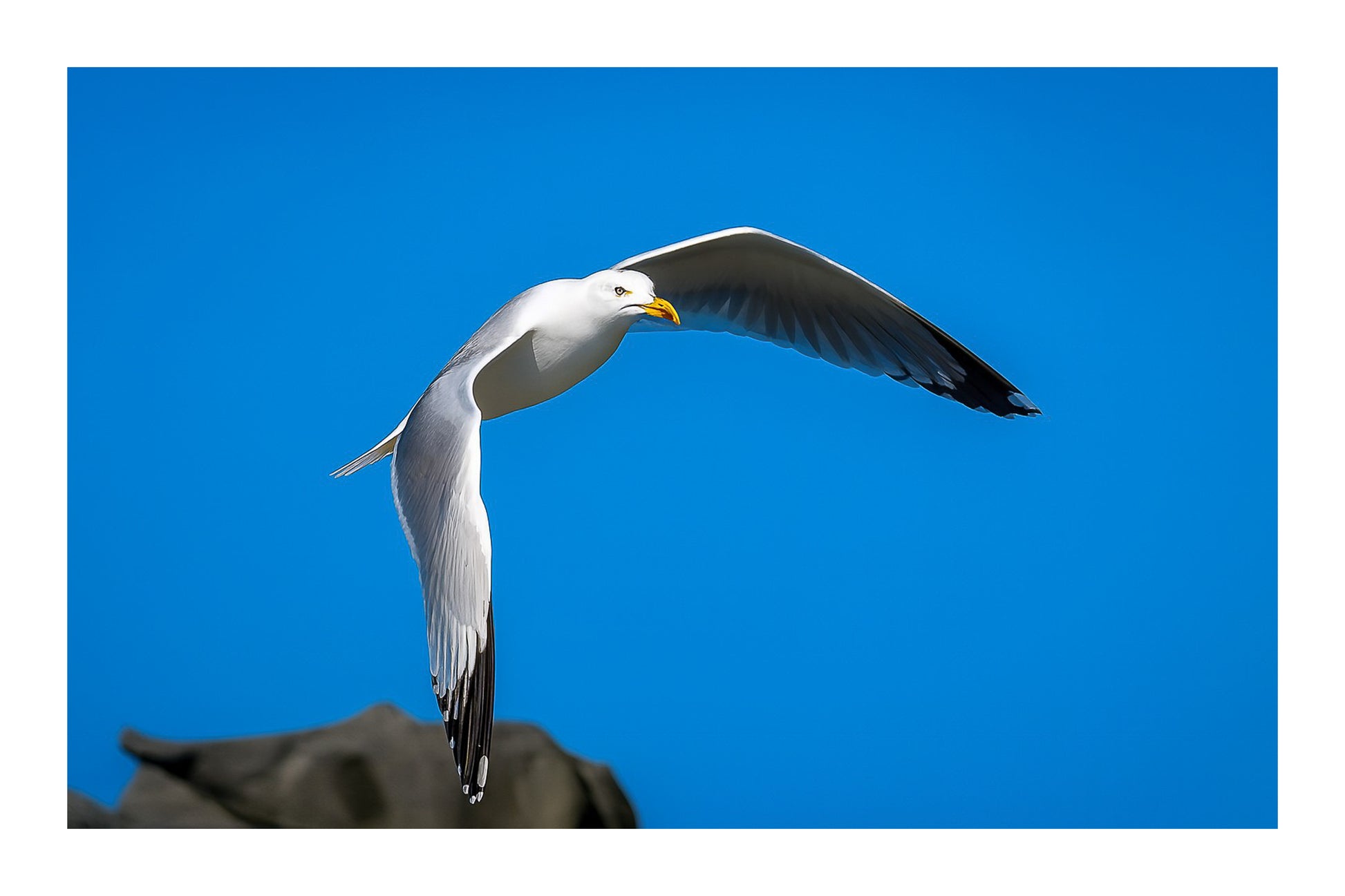 Goéland blanc en plein vol au-dessus des rochers sous un ciel bleu en Bretagne avec bordure