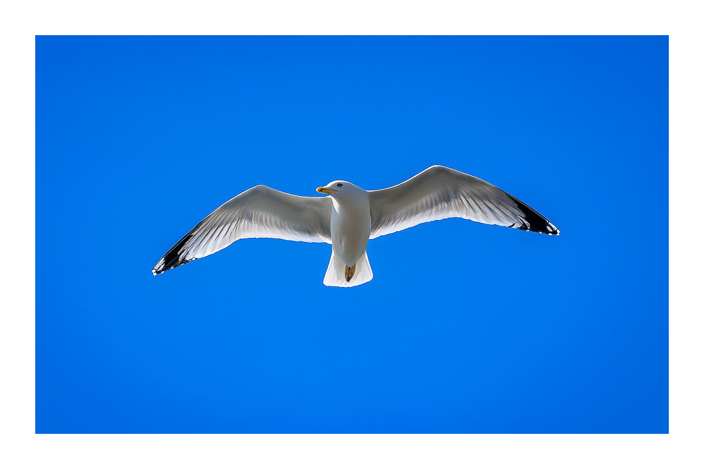 Goéland de face en plein vol, ailes ouvertes, dans un ciel bleu sans nuages en Bretagne avec bordure