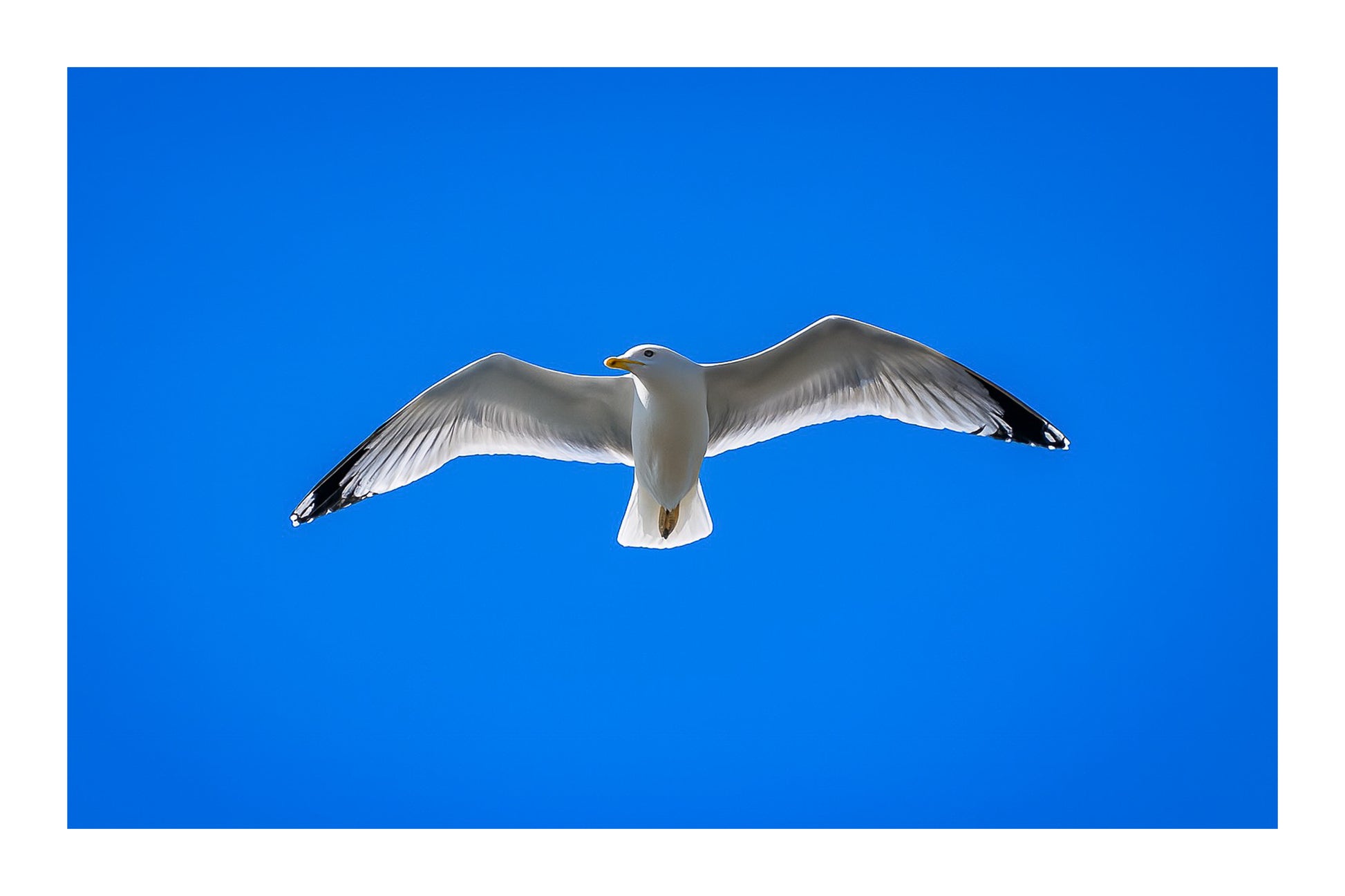 Goéland de face en plein vol, ailes ouvertes, dans un ciel bleu sans nuages en Bretagne avec bordure