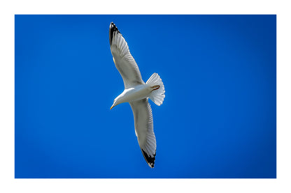 Goéland en virage serré vu de dessous, ailes en diagonale dans le ciel bleu avec bordure