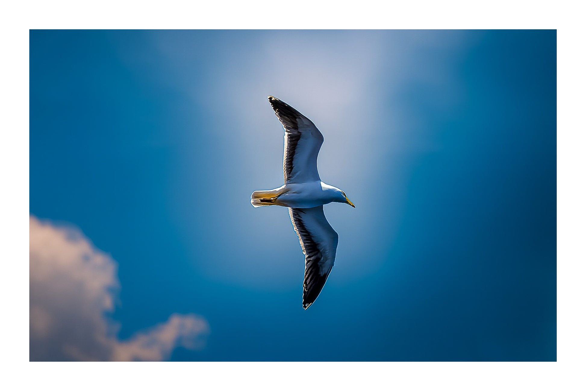 Goéland en vol vu de profil, entouré d’une lumière diffuse dans un ciel bleu nuageux avec bordure