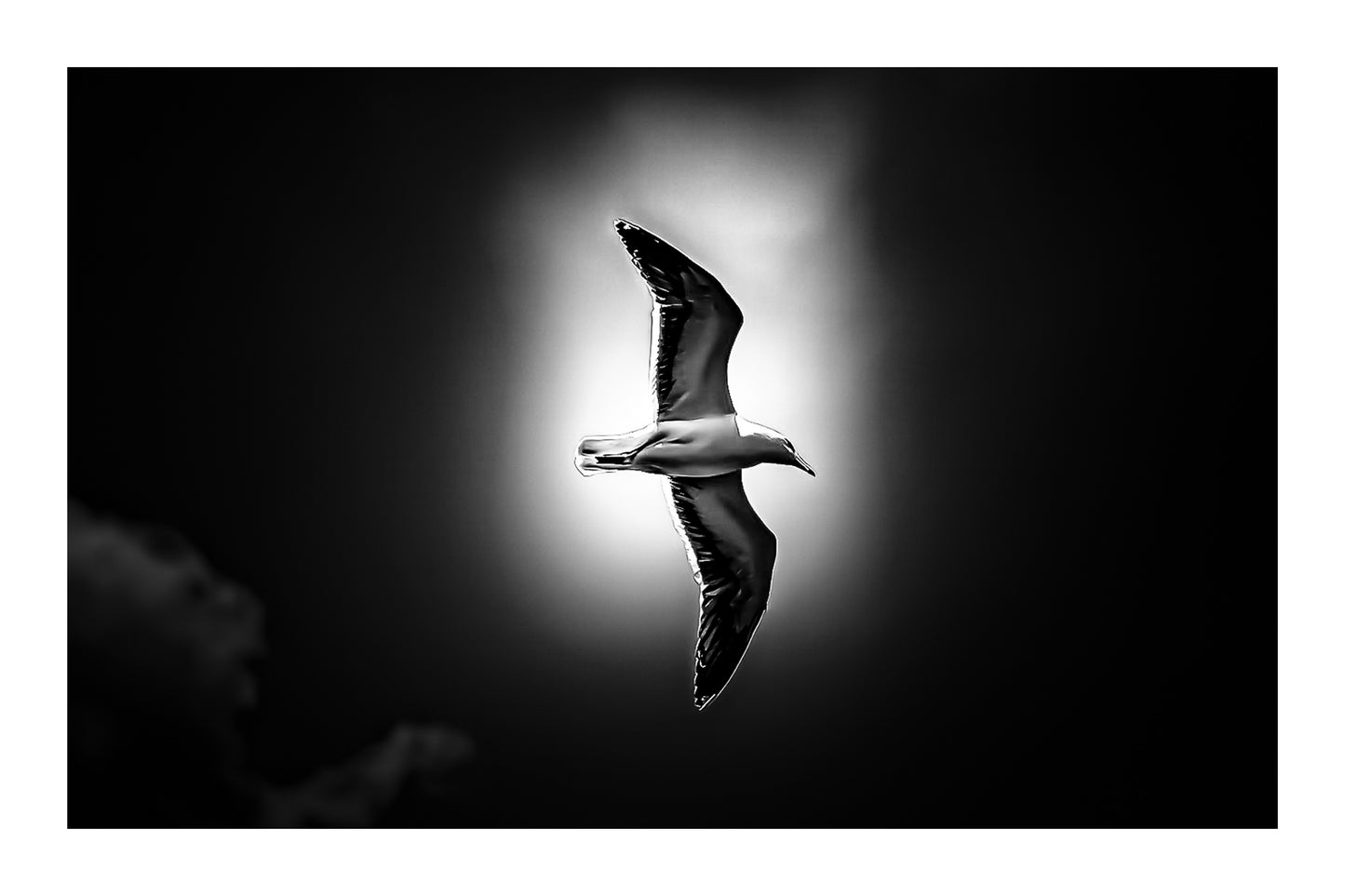 Goéland en vol vu de profil, entouré d’une lumière diffuse dans un ciel bleu nuageux, black édition avec bordure