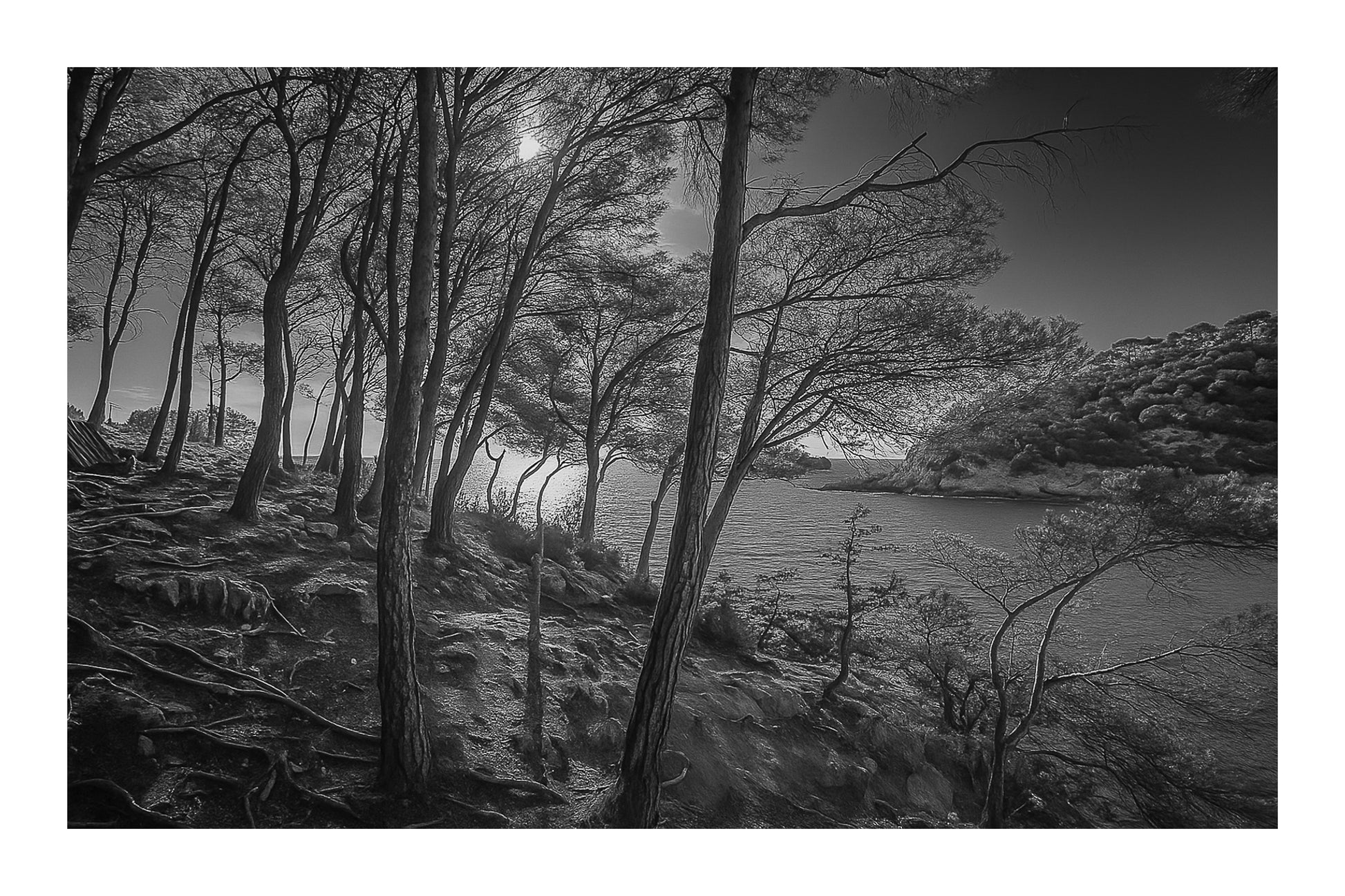 Port d’Alon, lumière dorée parmi les pins, vue sur la baie, noir et blanc avec bordure
