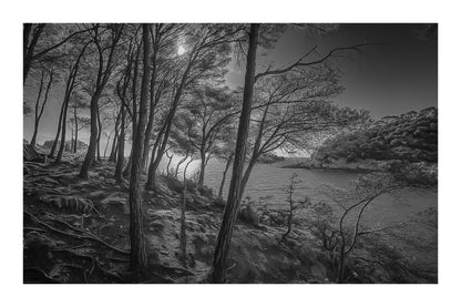 Port d’Alon, lumière dorée parmi les pins, vue sur la baie, noir et blanc avec bordure