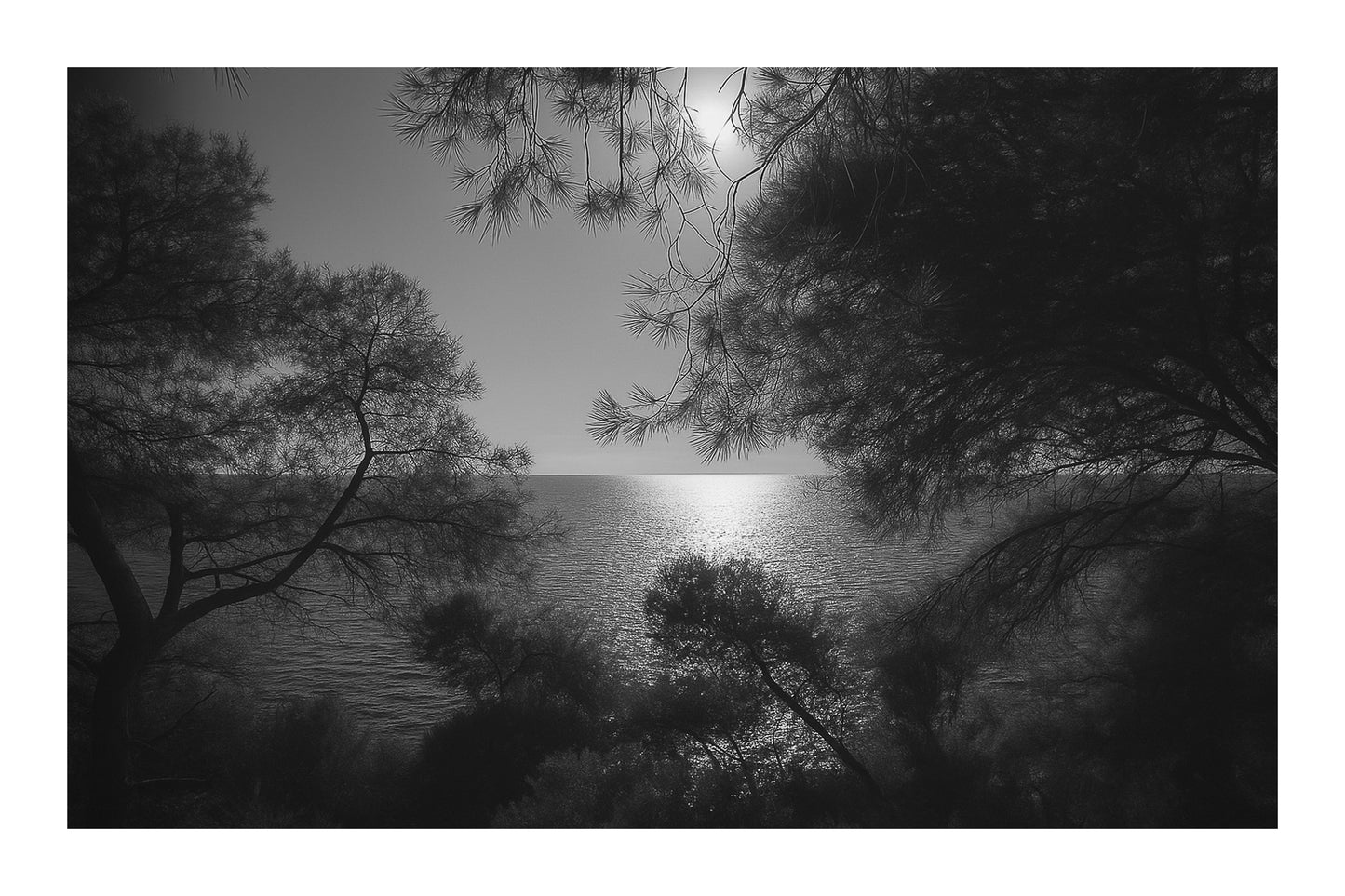 Branches de pins encadrant un soleil couchant au-dessus de la mer, noir et blanc avec bordure