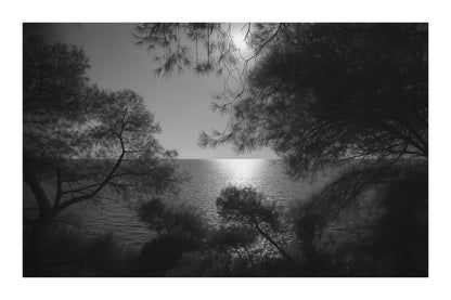 Branches de pins encadrant un soleil couchant au-dessus de la mer, noir et blanc avec bordure