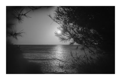Port d’Alon, rayon de soleil “piégé” dans les aiguilles de pin au-dessus de la mer, noir et blanc avec bordure