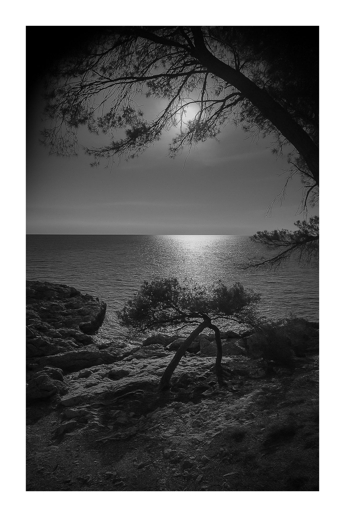 Petit pin courbé au bord de la calanque, reflet doré du soleil couchant, noir et blanc avec bordure