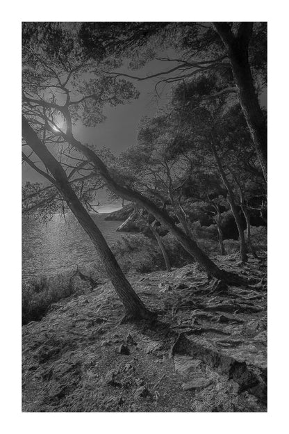 pins penchés, mer au fond, lumière froide/bleutée, noir et blanc avec bordure