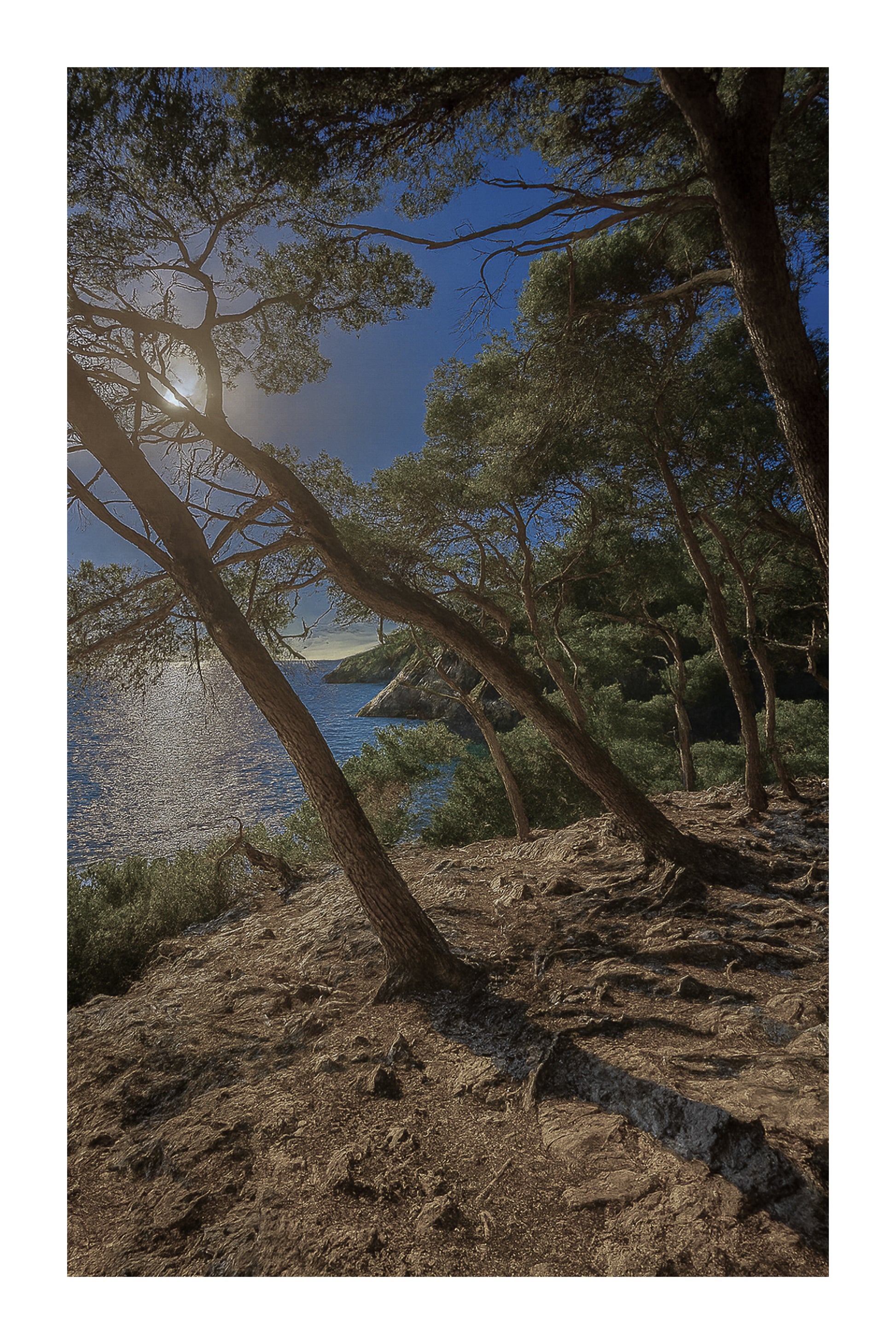 pins penchés, mer au fond, lumière froide/bleutée, couleur avec bordure