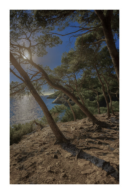 pins penchés, mer au fond, lumière froide/bleutée, couleur avec bordure