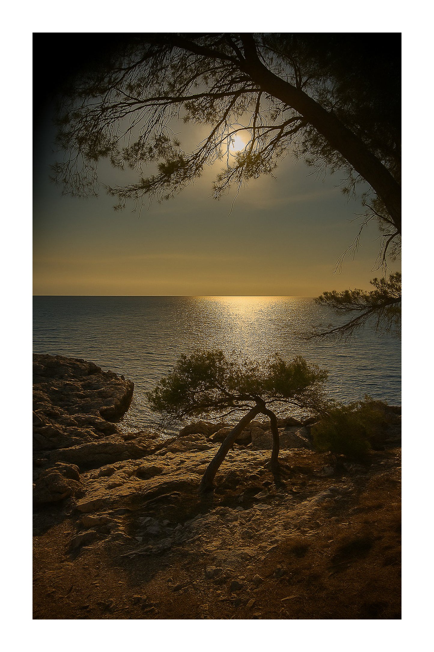 Petit pin courbé au bord de la calanque, reflet doré du soleil couchant, couleur avec bordure