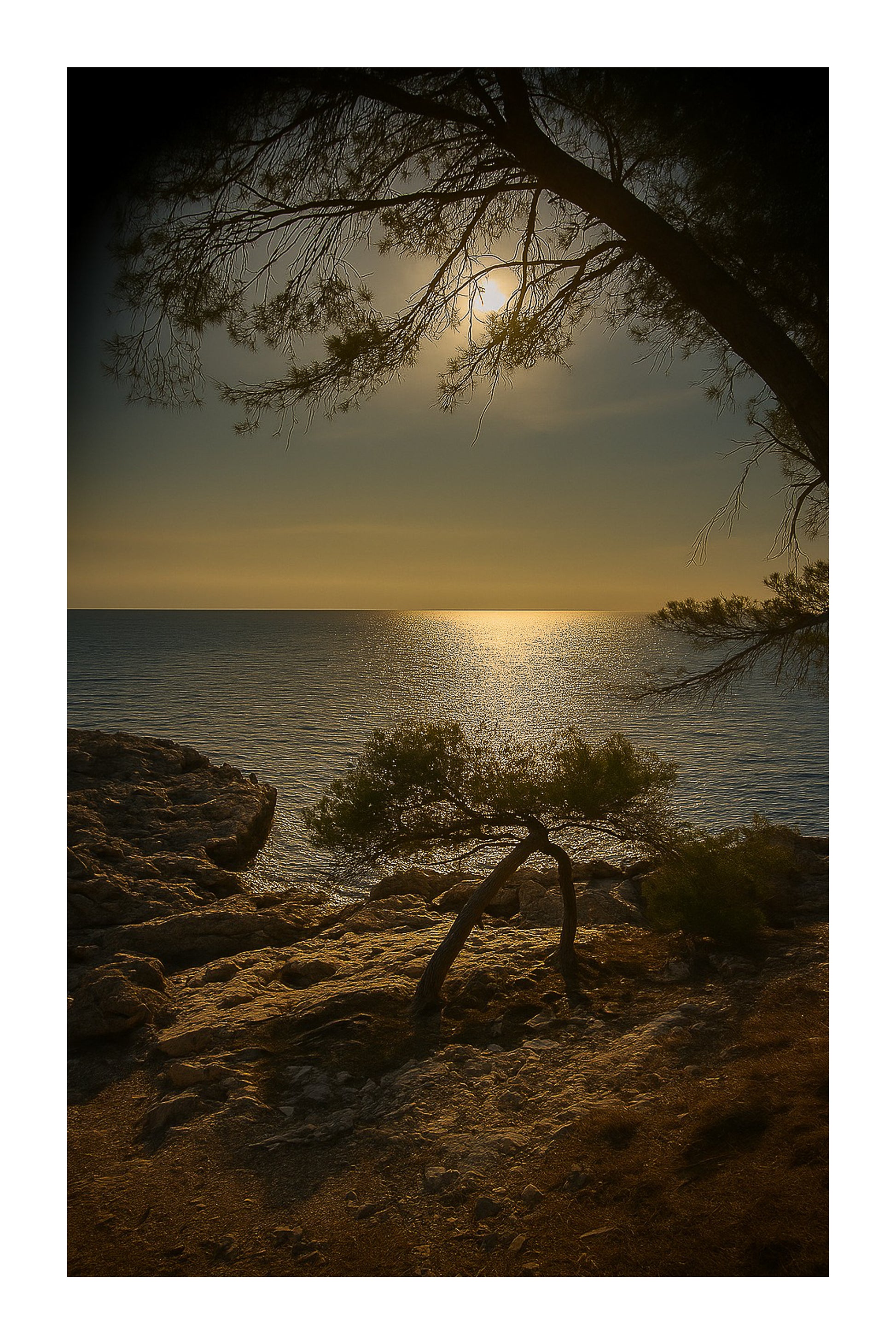 Petit pin courbé au bord de la calanque, reflet doré du soleil couchant, couleur avec bordure