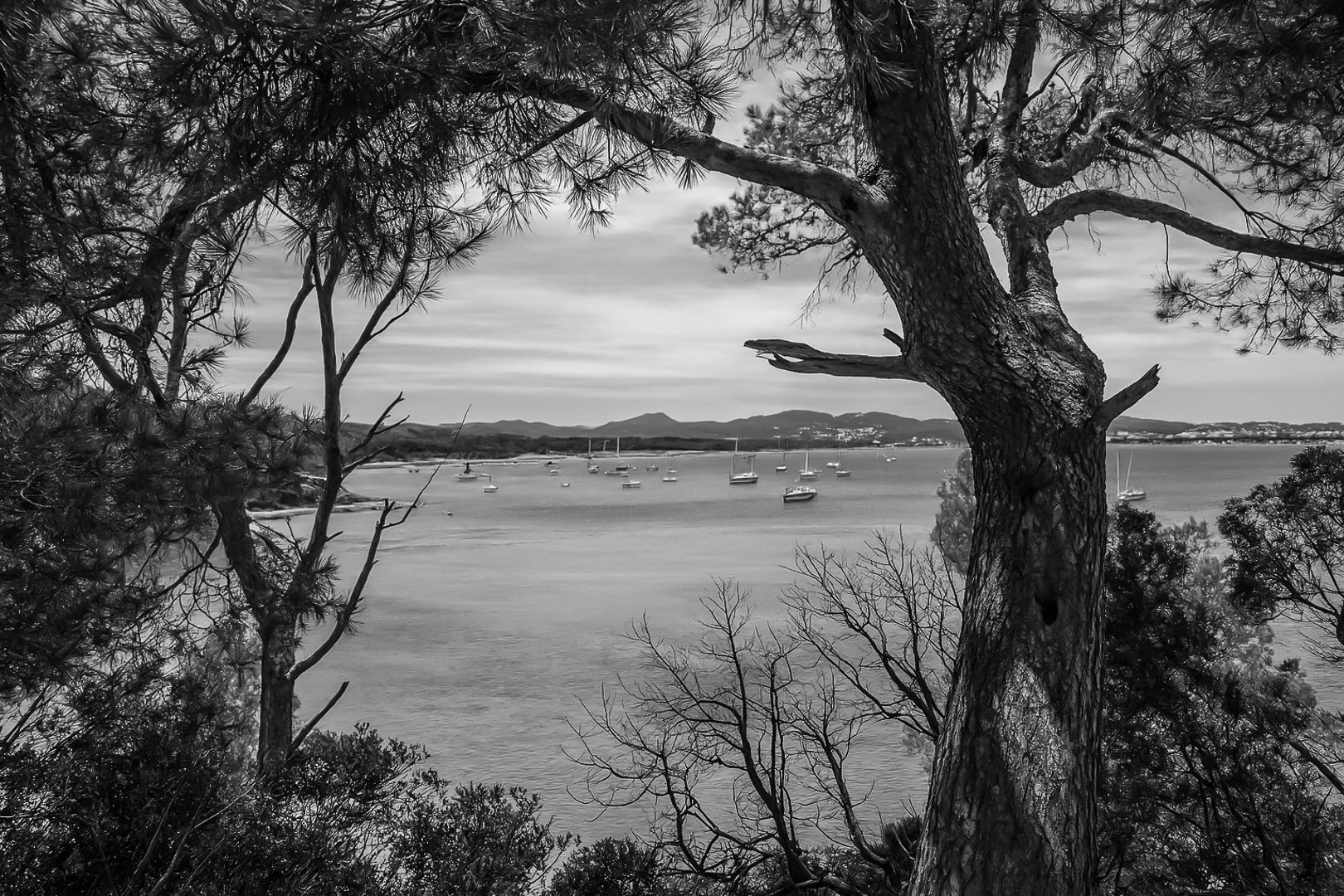 Tronc et ramure de pin ouvrant une vue sur la rade de Giens, nombreux voiliers, noir et blanc