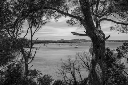 Tronc et ramure de pin ouvrant une vue sur la rade de Giens, nombreux voiliers, noir et blanc