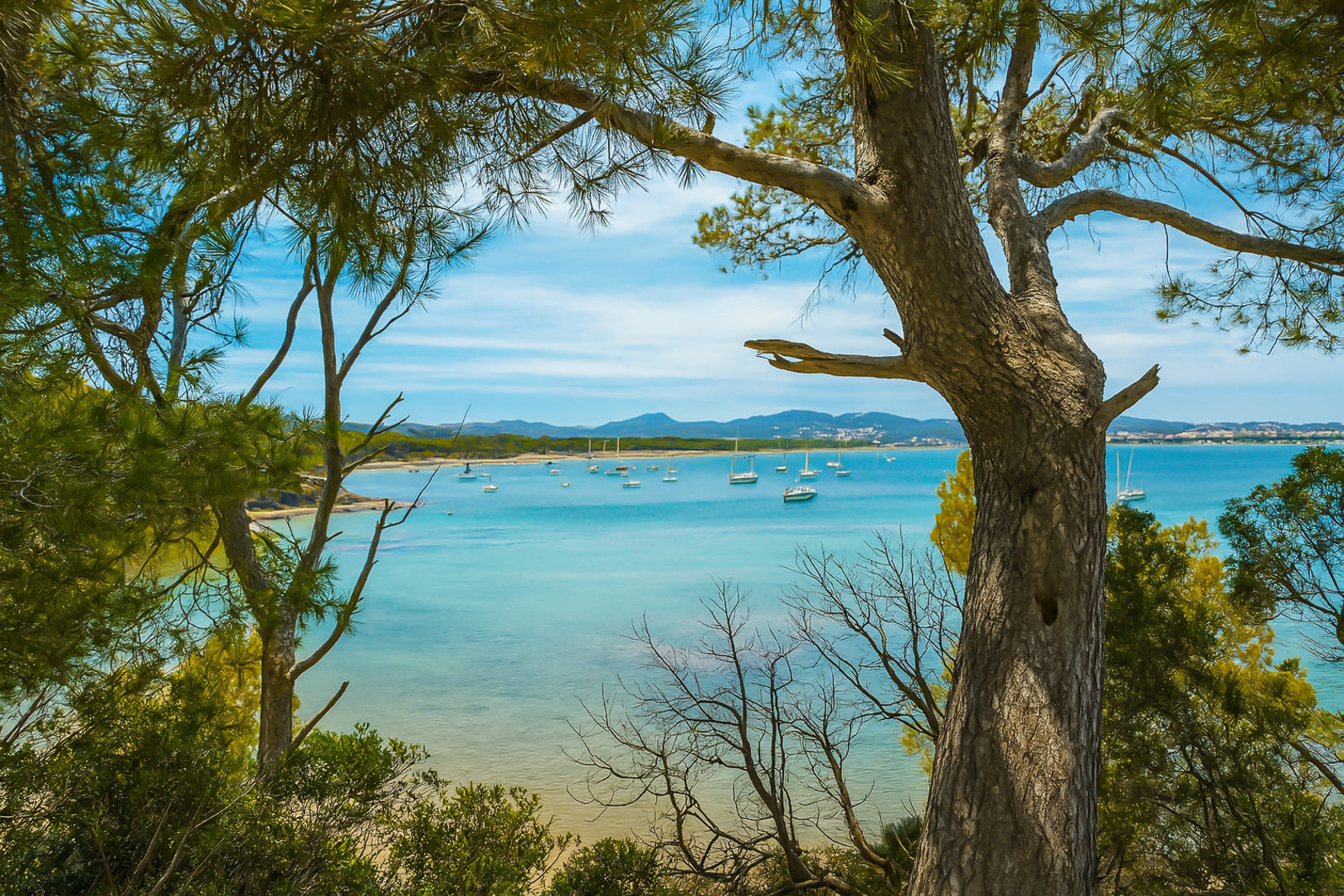 Tronc et ramure de pin ouvrant une vue sur la rade de Giens, nombreux voiliers, couleur