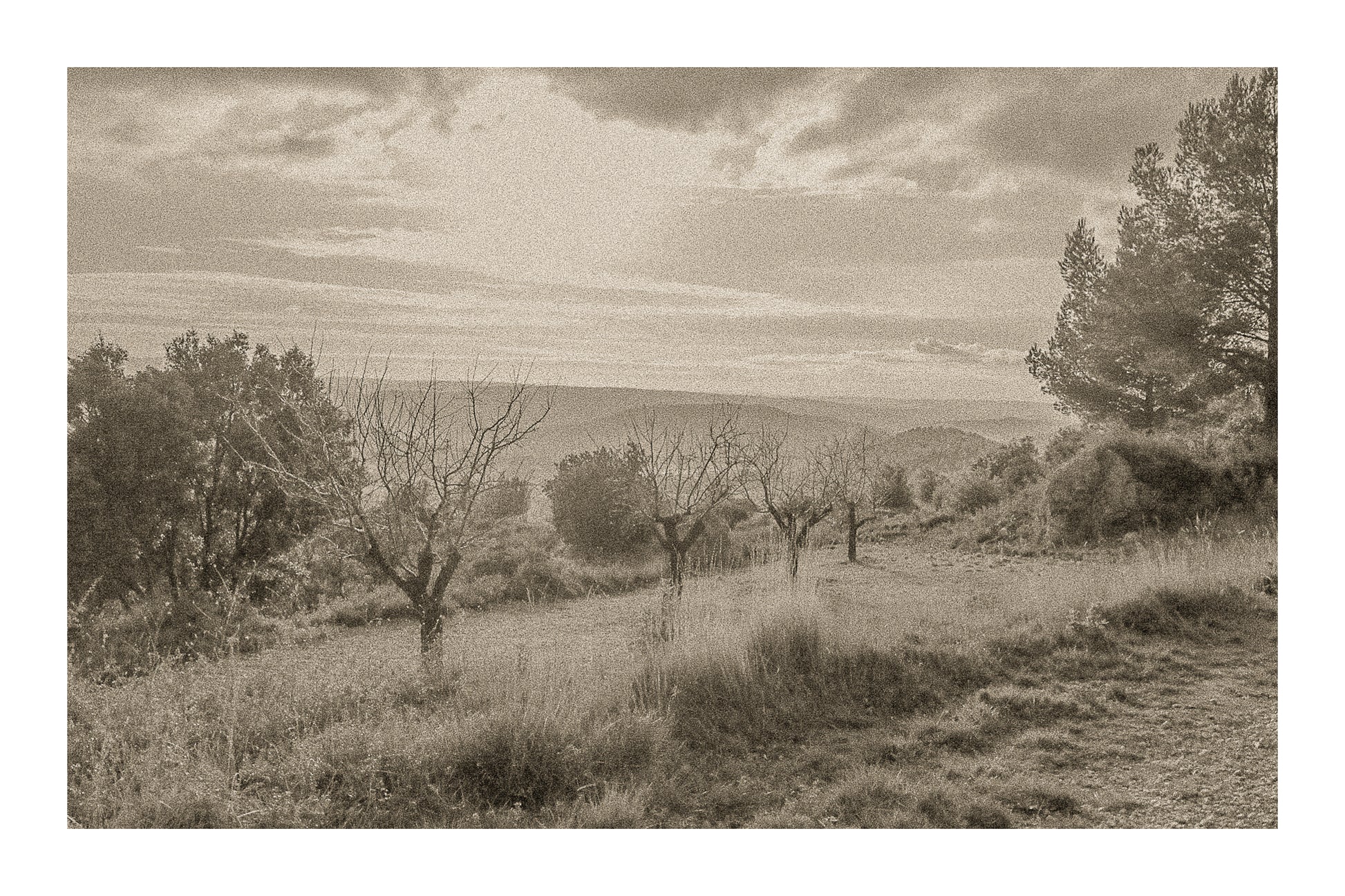 Alignement d’arbres dénudés dans une clairière, vue lointaine sur les collines sous un ciel lumineux, vintage avec bordure