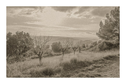 Alignement d’arbres dénudés dans une clairière, vue lointaine sur les collines sous un ciel lumineux, vintage avec bordure