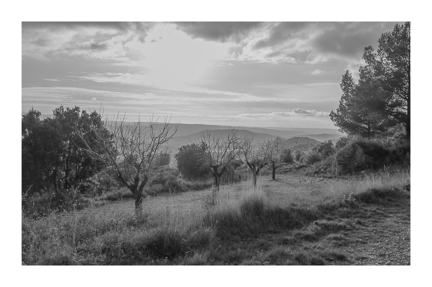 Alignement d’arbres dénudés dans une clairière, vue lointaine sur les collines sous un ciel lumineux, noir et blanc avec bordure