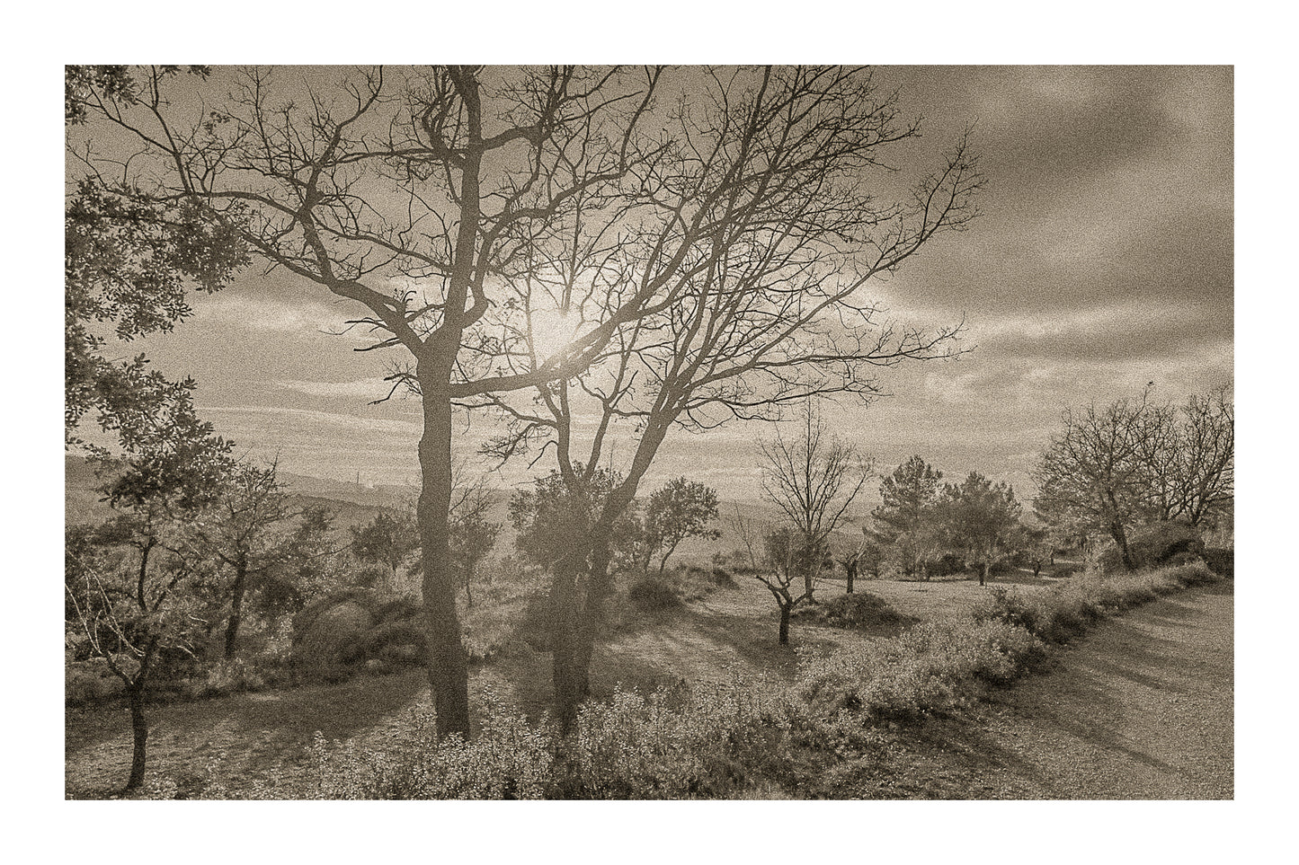 Arbres dénudés et chemin de terre baignés de lumière chaude, ciel nuageux au-dessus des collines, vintage avec bordure