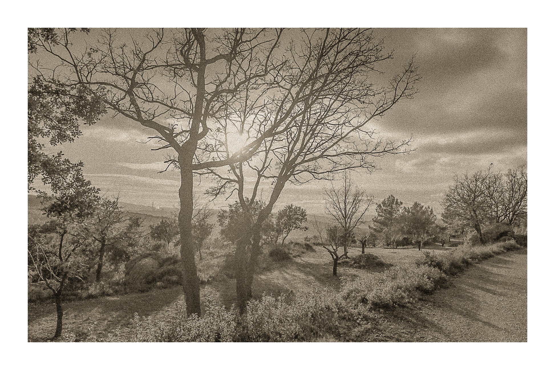 Arbres dénudés et chemin de terre baignés de lumière chaude, ciel nuageux au-dessus des collines, vintage avec bordure