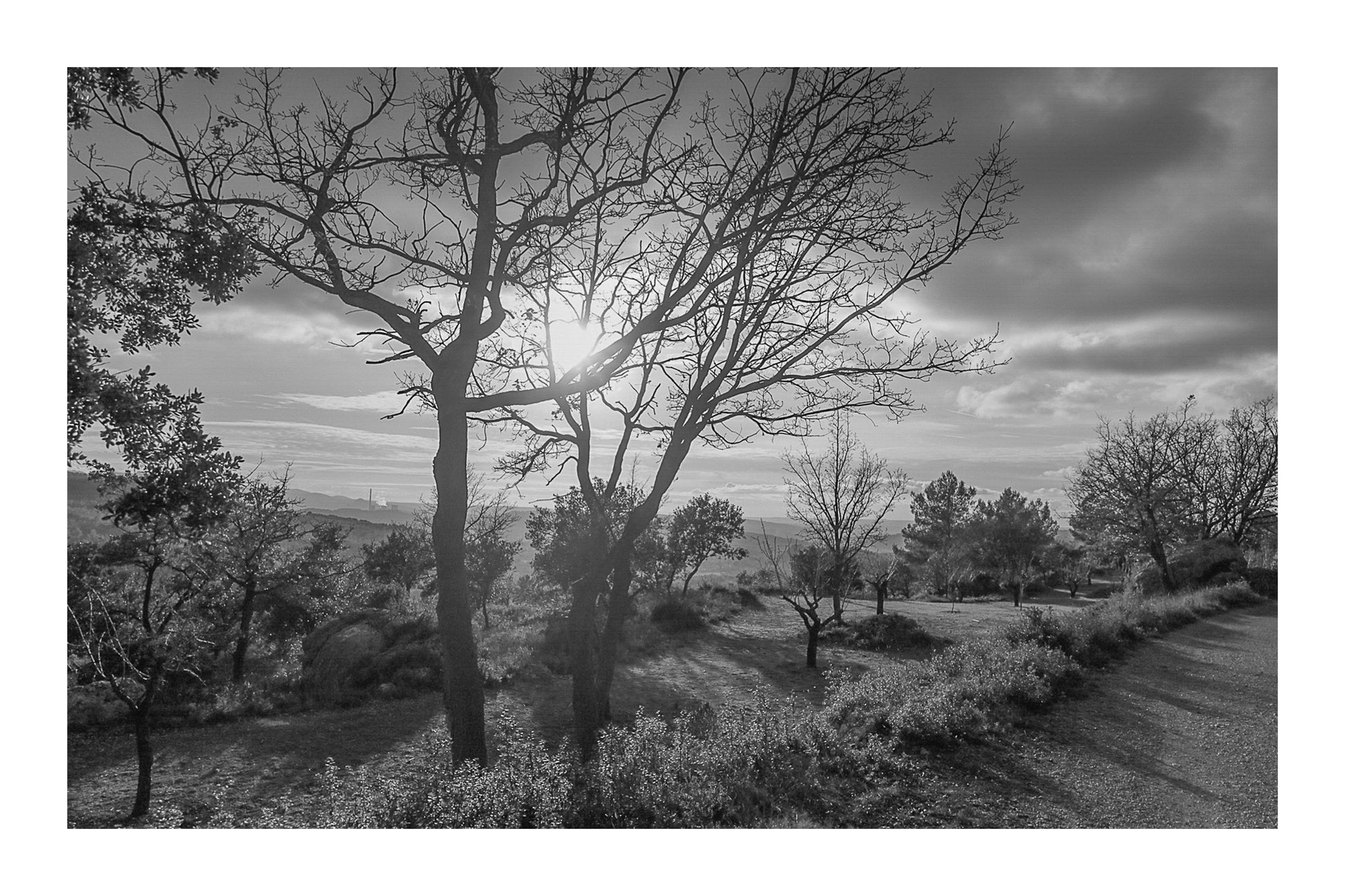 Arbres dénudés et chemin de terre baignés de lumière chaude, ciel nuageux au-dessus des collines, noir et blanc avec bordure