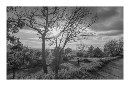 Arbres dénudés et chemin de terre baignés de lumière chaude, ciel nuageux au-dessus des collines, noir et blanc avec bordure