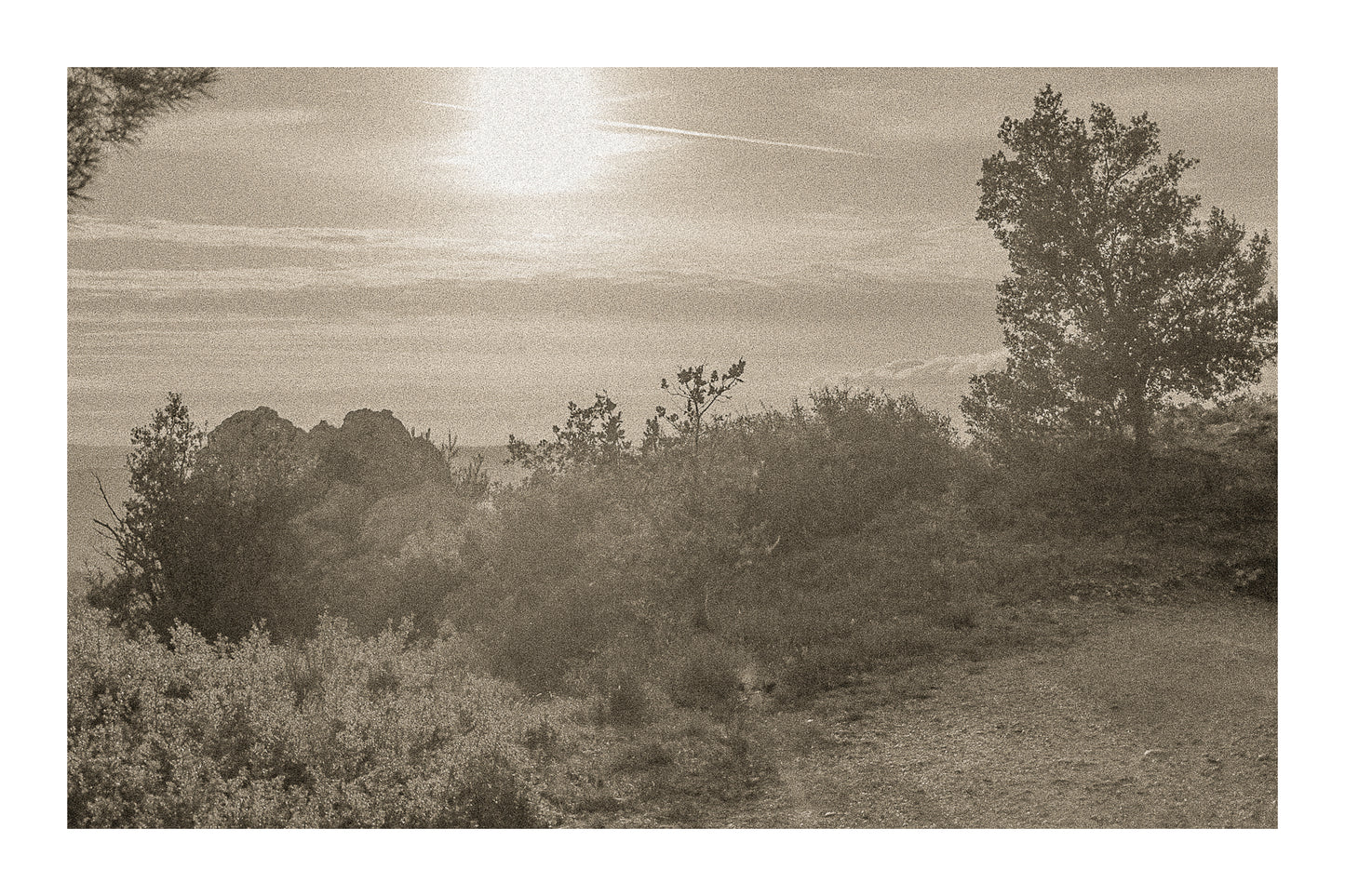 Large vue sur une forêt de pins et d’oliviers baignée par un coucher de soleil flamboyant, vintage avec bordure