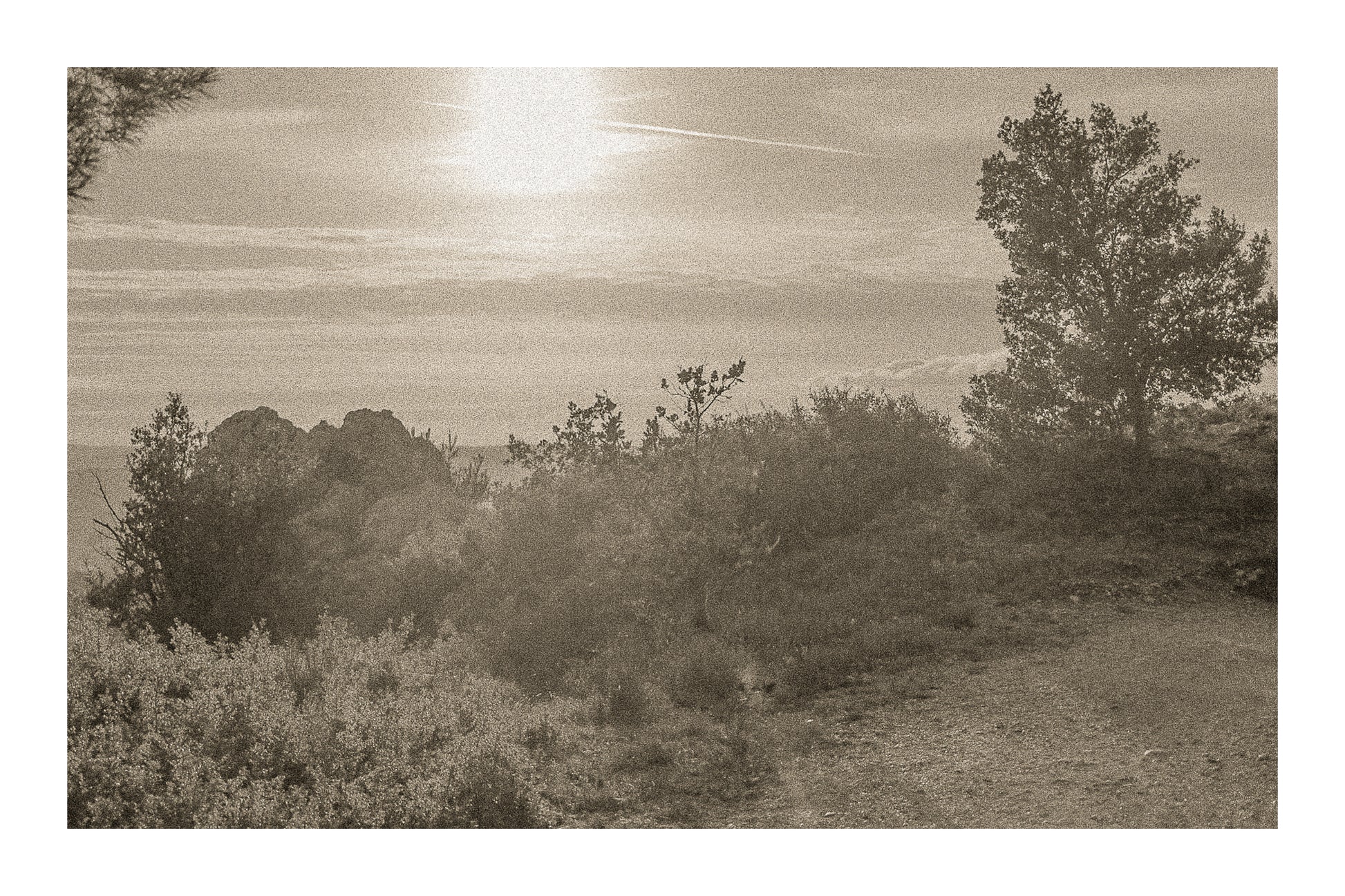 Large vue sur une forêt de pins et d’oliviers baignée par un coucher de soleil flamboyant, vintage avec bordure