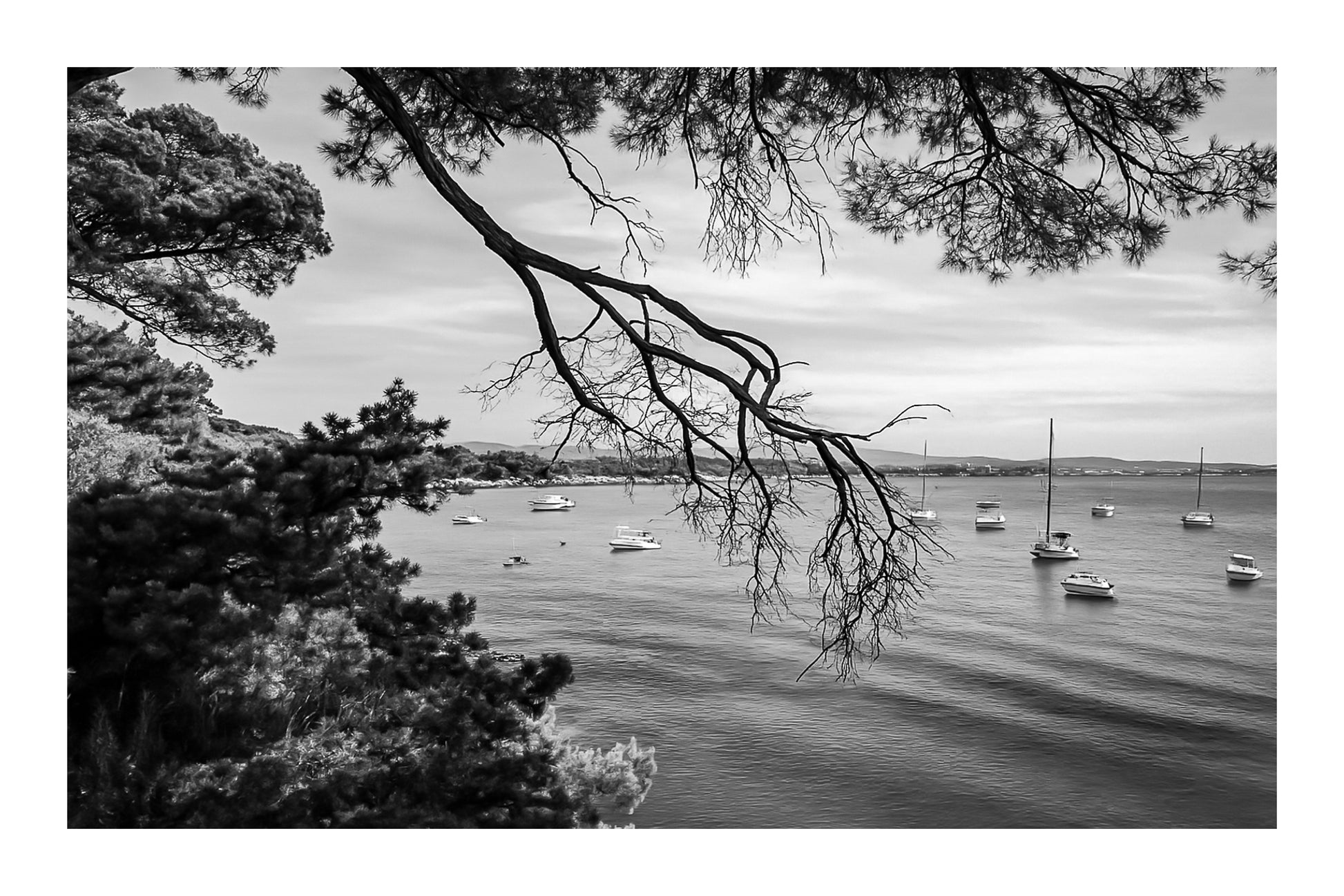 Branches de pin encadrant une baie calme à la presqu’île de Giens, bateaux au mouillage, noir et blanc avec bordure 