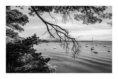 Branches de pin encadrant une baie calme à la presqu’île de Giens, bateaux au mouillage, noir et blanc avec bordure 