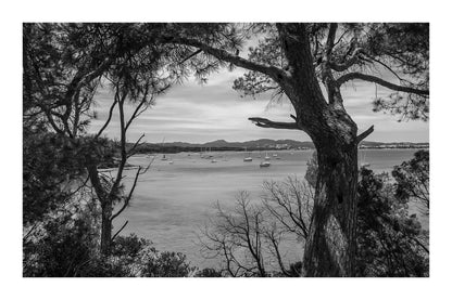 Tronc et ramure de pin ouvrant une vue sur la rade de Giens, nombreux voiliers, noir et blanc avec bordure