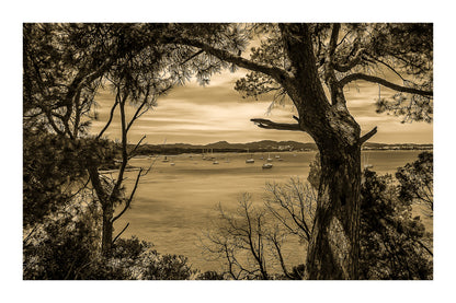 Tronc et ramure de pin ouvrant une vue sur la rade de Giens, nombreux voiliers, traitement vintage avec bordure