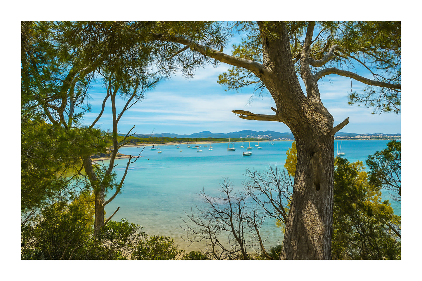 Tronc et ramure de pin ouvrant une vue sur la rade de Giens, nombreux voiliers, couleur avec bordure