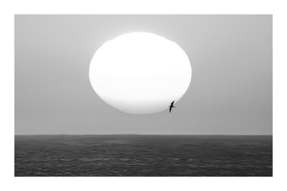 Gros plan d’un soleil couchant blanc et orangé au-dessus de la mer, avec un oiseau en silhouette passant devant le disque, noir et blanc avec bordure