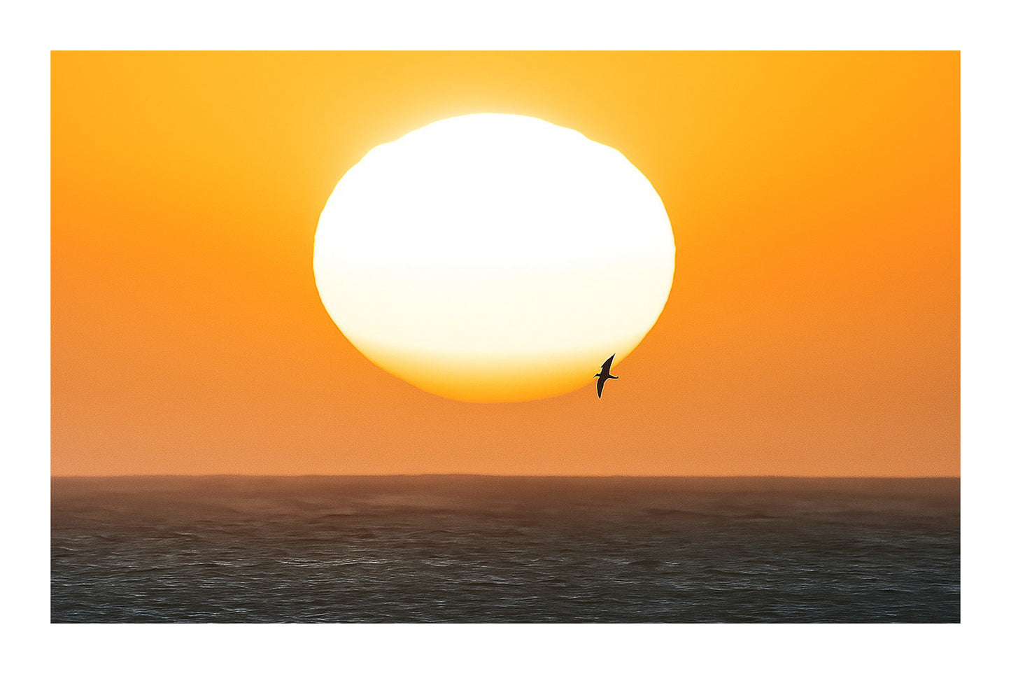Gros plan d’un soleil couchant blanc et orangé au-dessus de la mer, avec un oiseau en silhouette passant devant le disque avec bordure