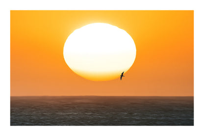 Gros plan d’un soleil couchant blanc et orangé au-dessus de la mer, avec un oiseau en silhouette passant devant le disque avec bordure